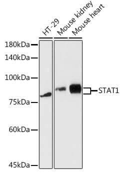 Anti-STAT1 Antibody