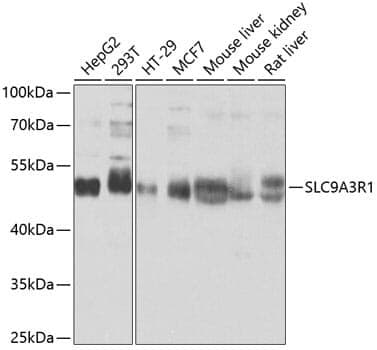 Anti-SLC9A3R1 Antibody
