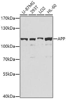 Anti-APP Antibody