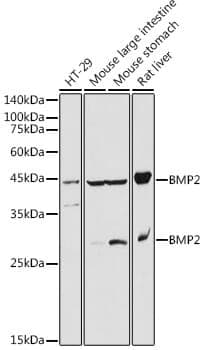 Anti-BMP2 Antibody