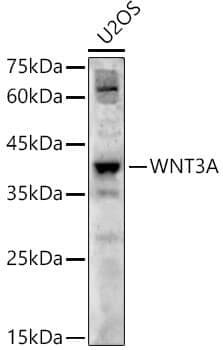 Anti-WNT3A Antibody