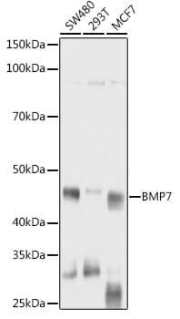 Anti-BMP7 Antibody