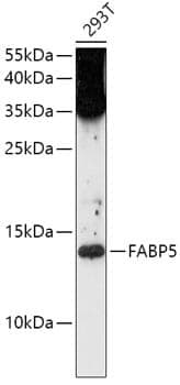 Anti-FABP5 Antibody