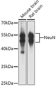 Anti-RBFOX3 Antibody