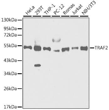 Anti-TRAF2 Antibody