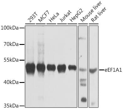 Anti-EEF1A1 Antibody - Identical to Abcam (ab175274)