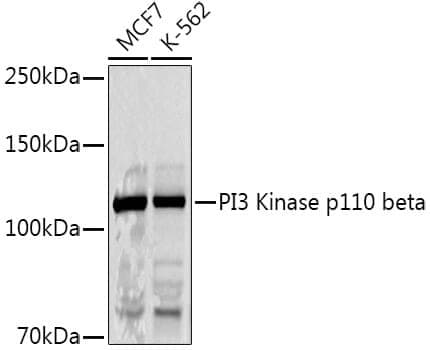 Anti-PIK3CB Antibody