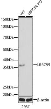 Anti-LRRC59 Antibody