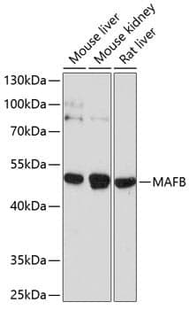 Anti-MAFB Antibody