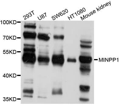 Anti-MINPP1 Antibody