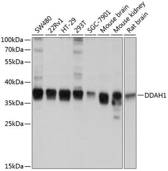 Anti-DDAH1 Antibody