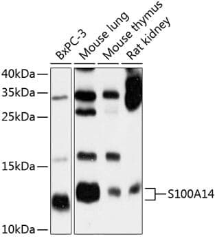 Anti-S100A14 Antibody