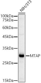 Anti-MTAP Antibody