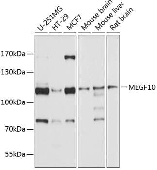 Anti-MEGF10 Antibody
