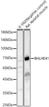 Anti-BHLHE41 Antibody