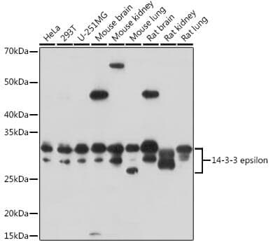 Anti-YWHAE Antibody