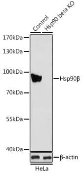 Anti-HSP90AB1 Antibody