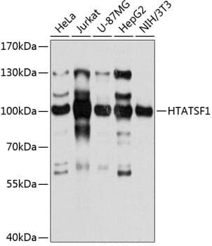 Anti-HTATSF1 Antibody