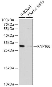 Anti-RNF166 Antibody
