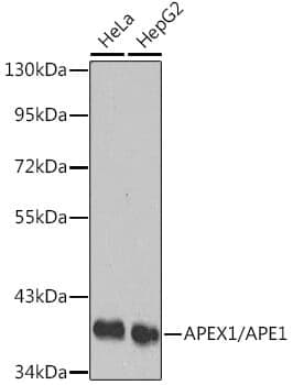 Anti-APEX1 Antibody - Identical to Abcam (ab175315)