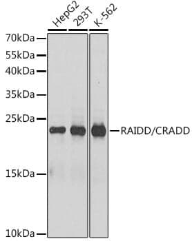Anti-CRADD Antibody