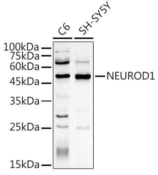 Anti-NEUROD1 Antibody