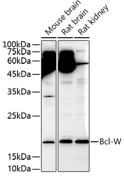 Anti-BCL2L2 Antibody