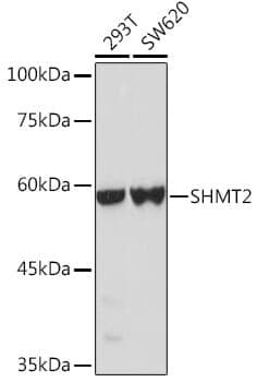 Anti-SHMT2 Antibody - Identical to Abcam (ab180786)
