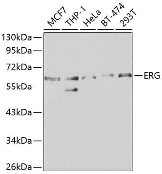 Anti-ERG Antibody