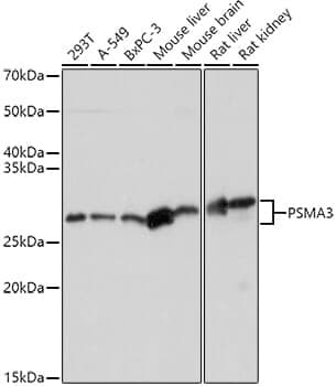 Anti-PSMA3 Antibody - Identical to Abcam (ab180784)