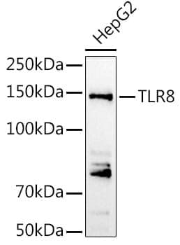 Anti-TLR8 Antibody