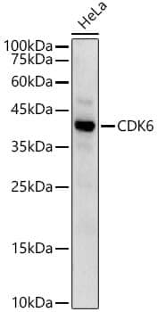 Anti-CDK6 Antibody