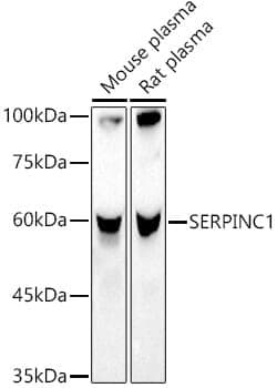 Anti-SERPINC1 Antibody - Identical to Abcam (ab180614)