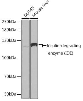 Anti-IDE Antibody