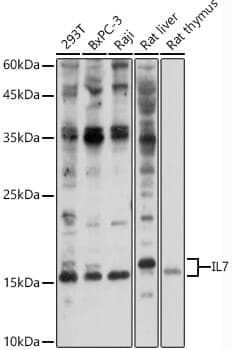 Anti-IL7 Antibody - Identical to Abcam (ab175380)