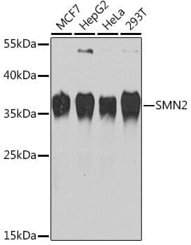 Anti-SMN2 Antibody
