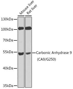 Anti-CA9 Antibody