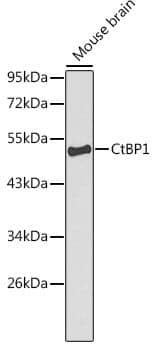 Anti-CTBP1 Antibody