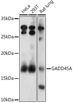 Anti-GADD45A Antibody