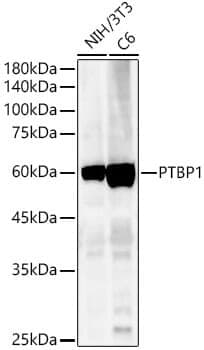 Anti-PTBP1 Antibody