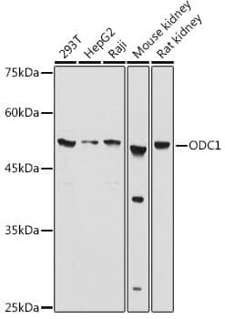 Anti-ODC1 Antibody