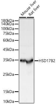 Anti-HSD17B2 Antibody - Identical to Abcam (ab196784)