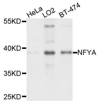 Anti-NFYA Antibody