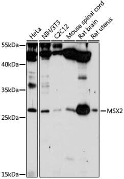 Anti-MSX2 Antibody