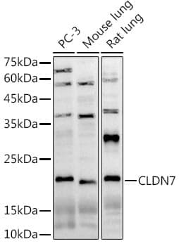 Anti-CLDN7 Antibody