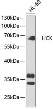 Anti-HCK Antibody