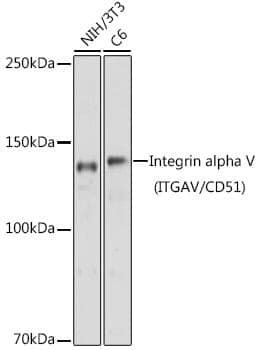 Anti-ITGAV Antibody