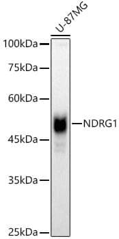 Anti-NDRG1 Antibody - Identical to Abcam (ab196621)