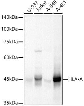 Anti-HLA-A Antibody - Identical to Abcam (ab196590)