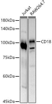 Anti-ITGB2 Antibody